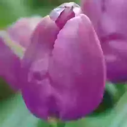 Purple Prince